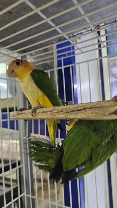 Marianinhas muito meigas