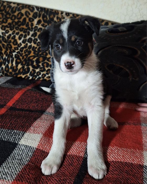 Найвідданіші красунечки- двортер'єри