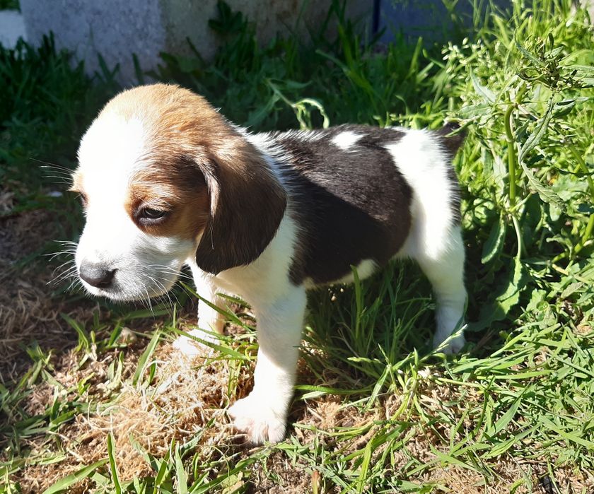 Fantástica femea Beagle