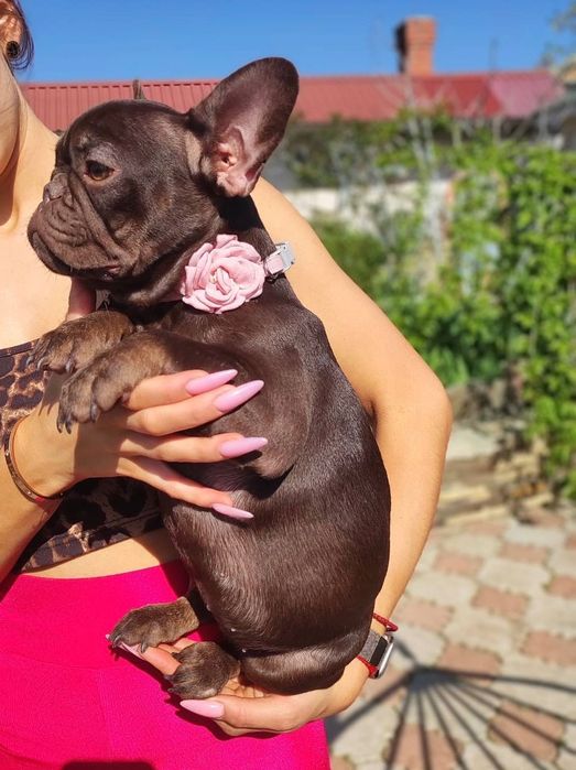 Гарненький Французький бульдог