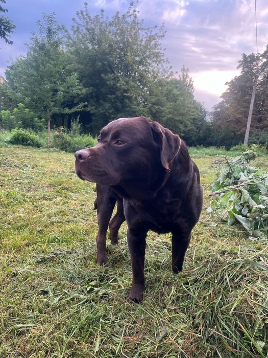 Шоколадний лабрадор шукає подругу для в'язки