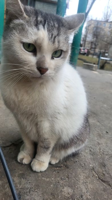 Уехали, а кошку выбросили в мусорные баки