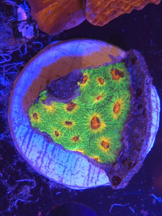 Favia sp. Fascination Akwarystyka Morska Koralowce Morskie Poznań