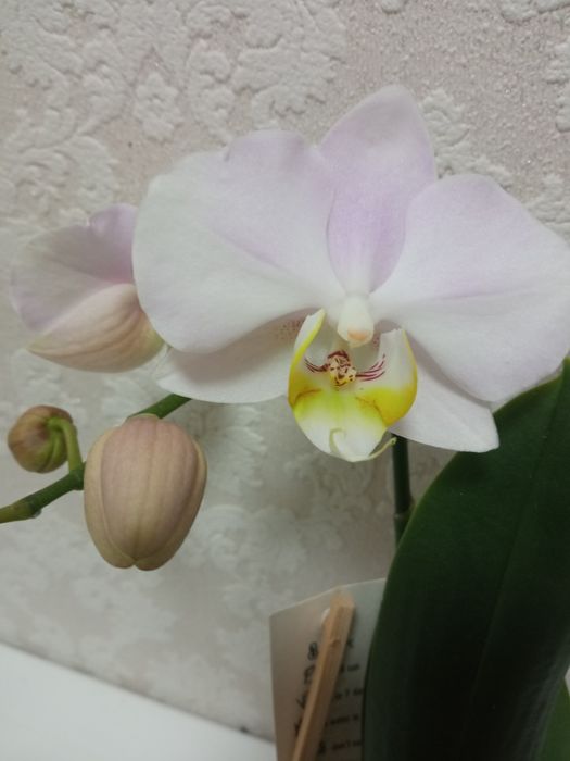 Орхідея мультифлора
