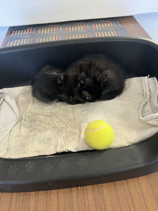 Gatas para adoção