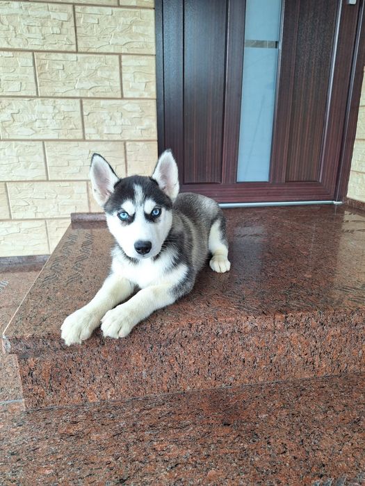 Husky Syberyjski