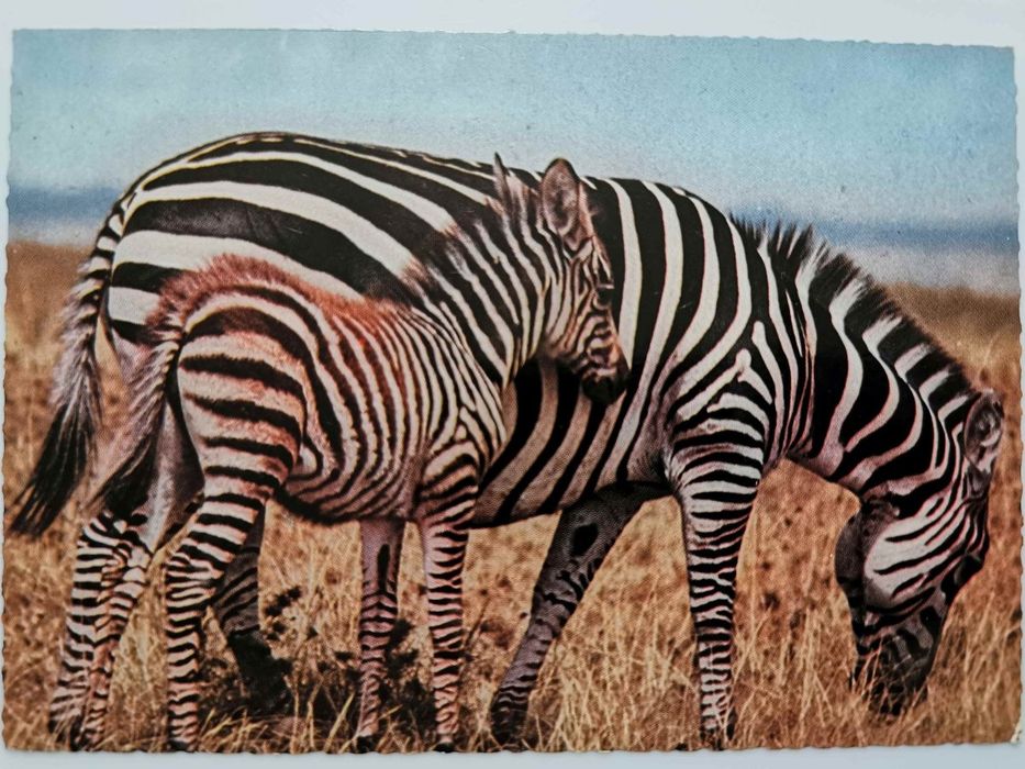 Zebra. Mother And Baby