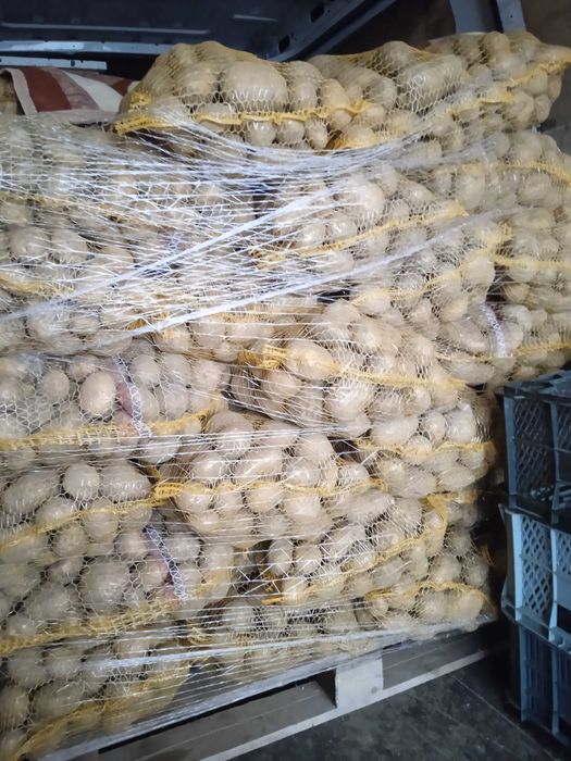 Sprzedam ziemniaki odmiana melody i Ignacy