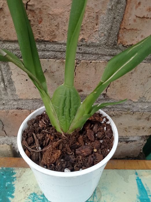 Орхидея Камбрия.