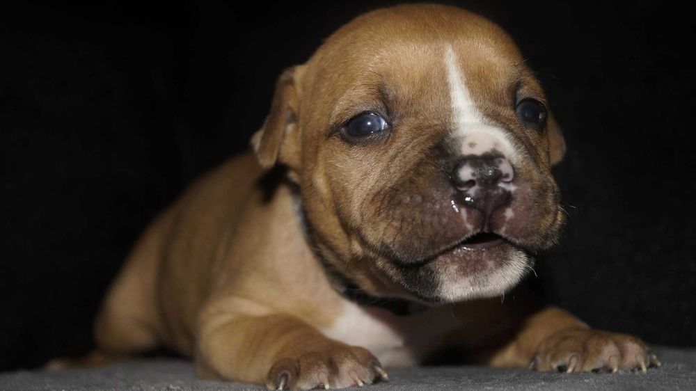 Płowy Goguś, cudny szczeniak Amstaff, z rodowodem FCI