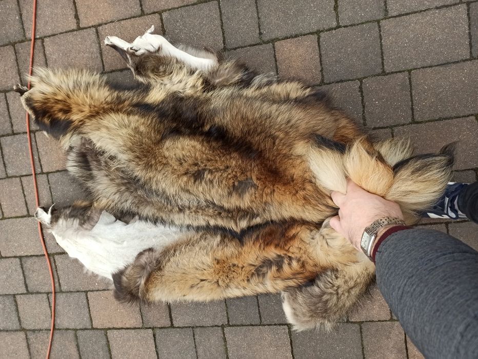 Skóry z jenota! Jenot hodowlany!