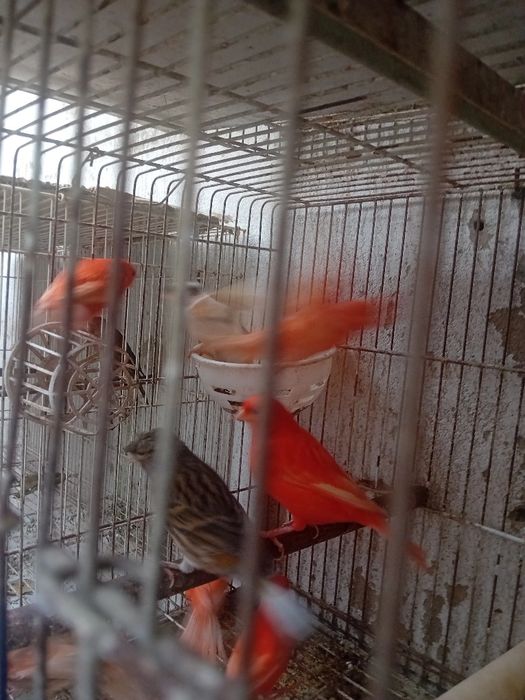 Tenho alguns canarios