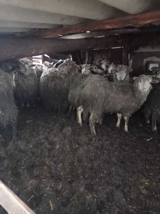 Барани вівці молодняк до 2 років продам на розплод є племенний баран.