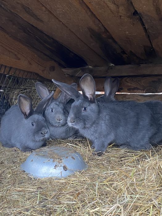 Продам кролів на мʼясо або для подальшого утримання