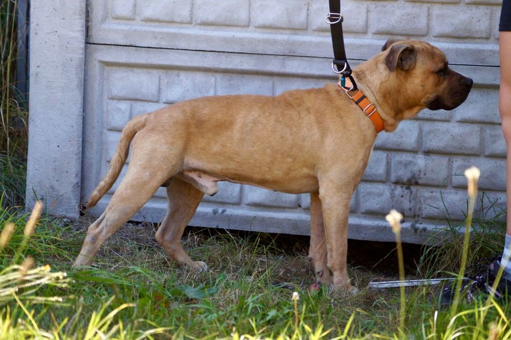 Łagodny i grzeczny amstaff Carlos szuka domu