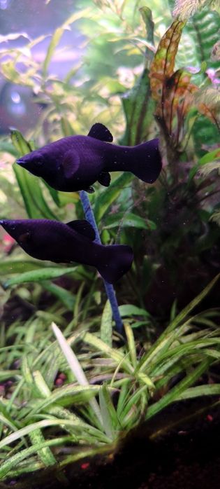 Vendo 7  Molly Negras