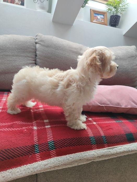 Maltipoo F1 suczka maltańczyk i pudel toy