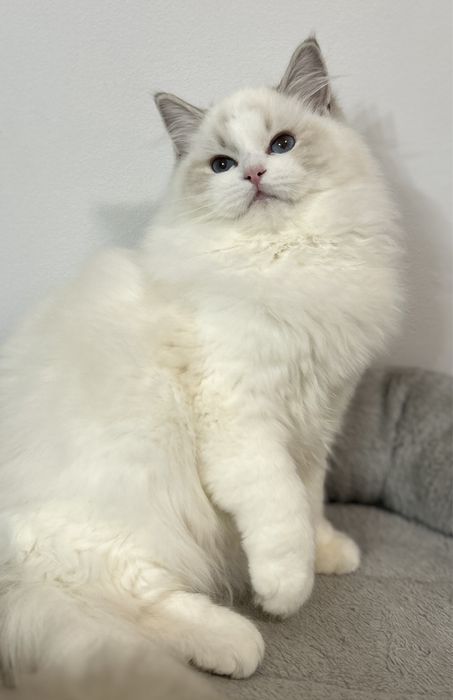 Kotka Ragdoll hodowlana blue bicolor lynx FPL/FIFE do hodowli