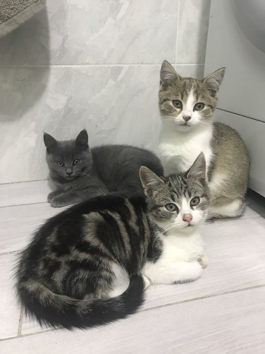 Віддам котика безкоштовно