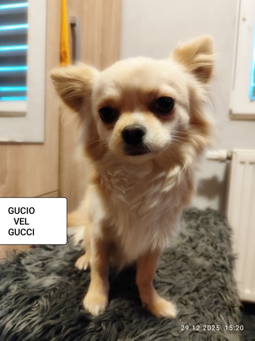 Opieka nad zwierzętami 7/24 również w Sylwestra i Nowy Rok