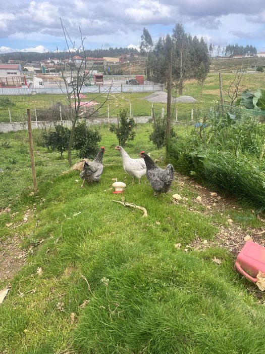 Ovos e pintos de Galinha Australorp Azul