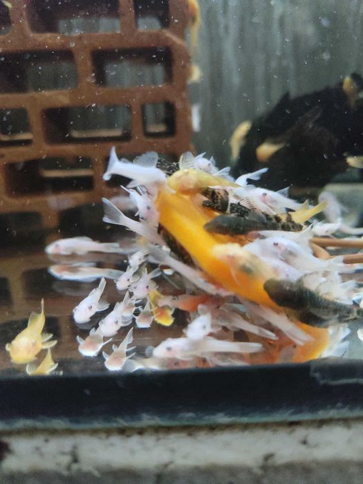 Ancistrus Snow White  Zbrojnik Glonojad