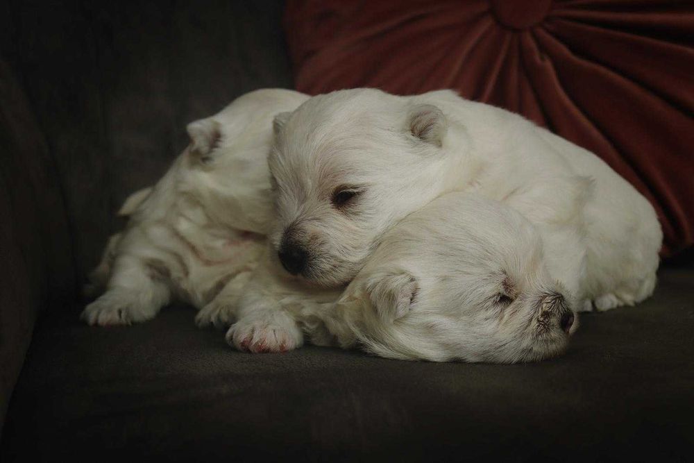 West highland white terrier szczenię z rodowodem bez CMO