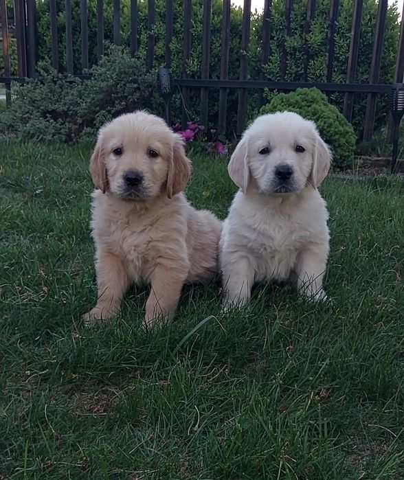 Goldeny, Golden Retriever.