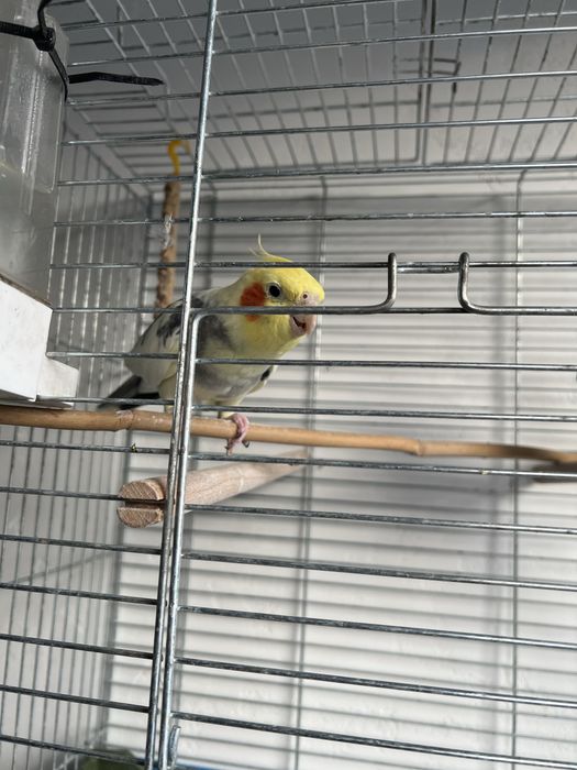 Papugi Nimfy Samce Młode