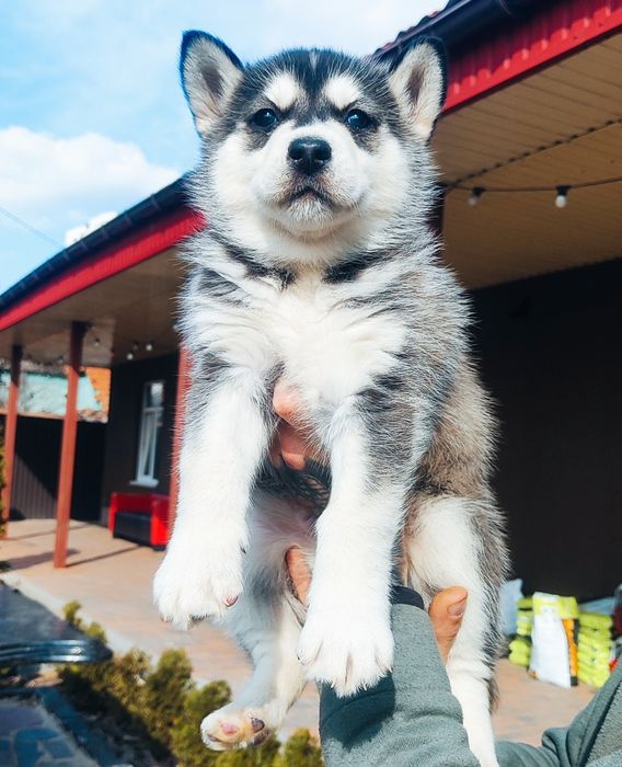 Є дівчинка! Красуня -  черно білого кольору