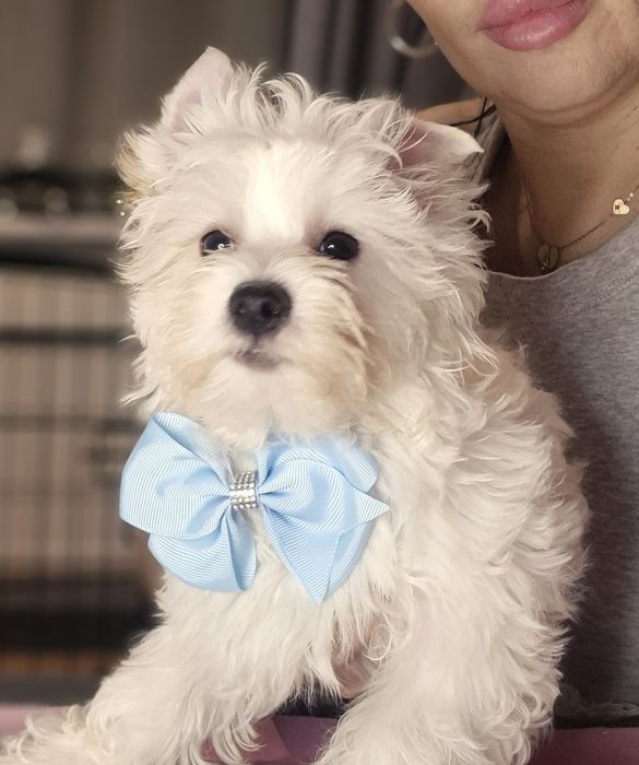 Yorkshire Terrier golddust