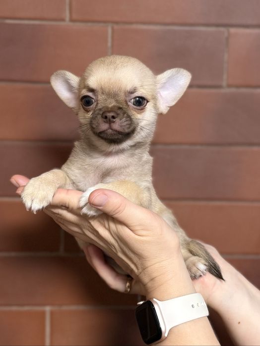 Щенки чихуахуа мальчики