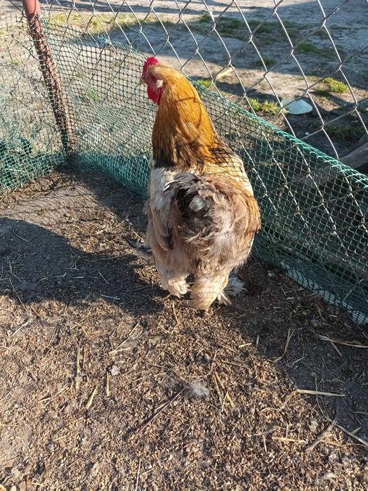 Kogut  Kochin olbrzymi