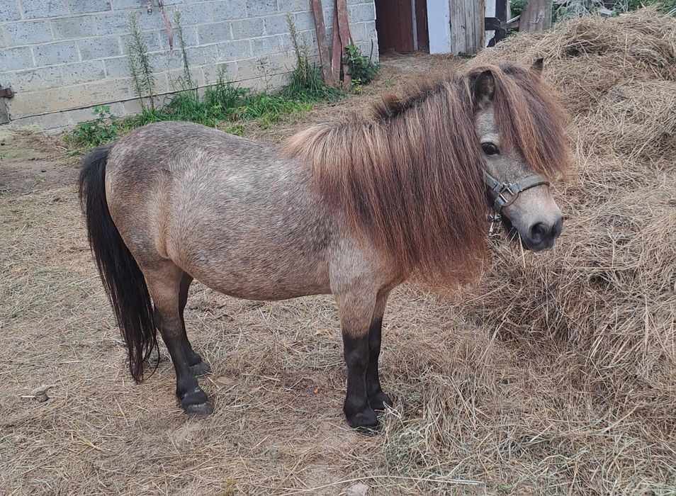 Mini konik brytyjski klacz