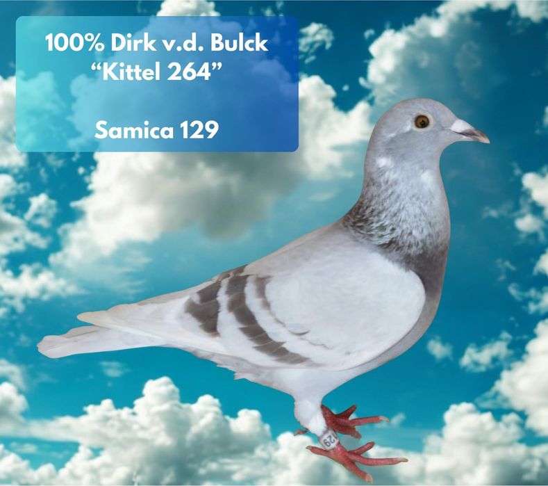 Gołębie młode 2026 możliwość zamówienia super materiał hodowlany ???