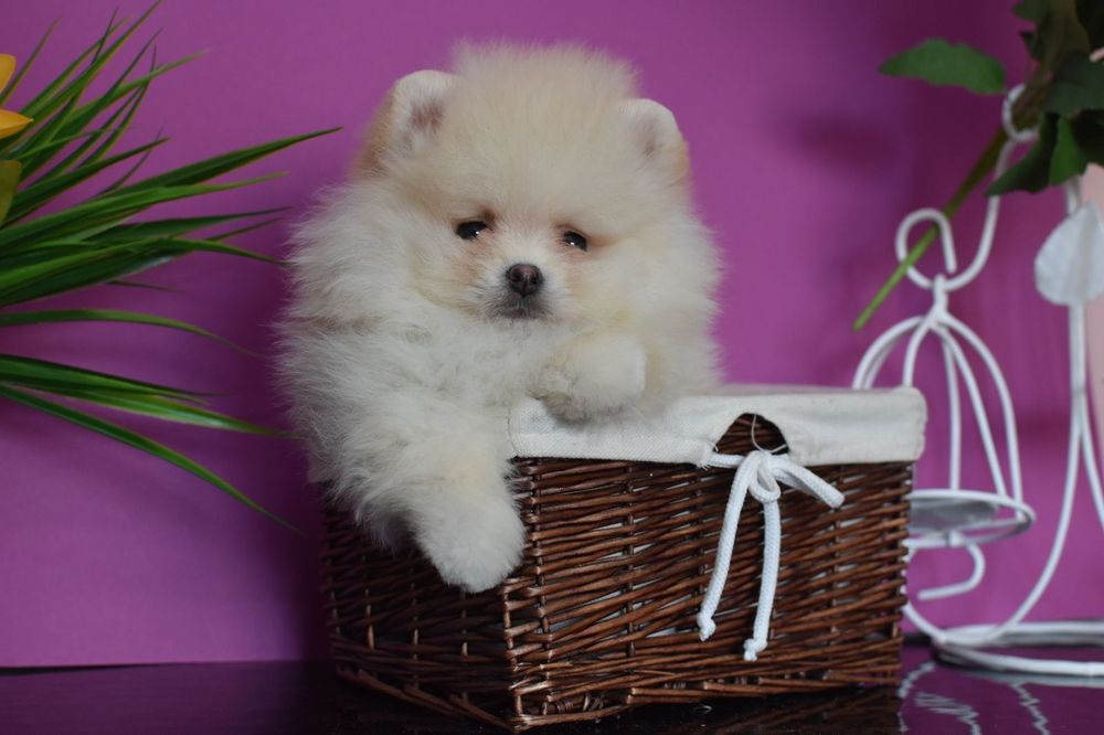 Кукольний хлопчик шпіц