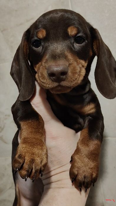 Цуценя міні такси з родовідом