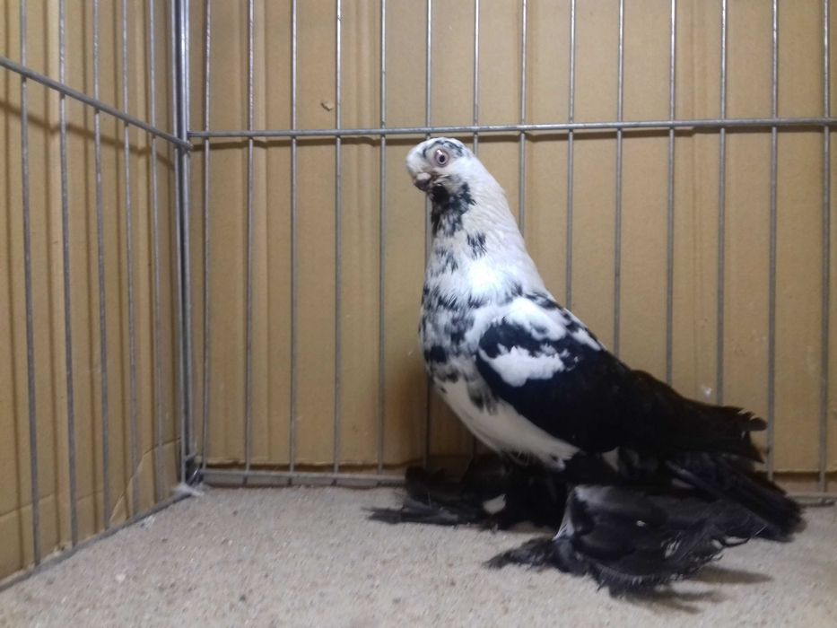 Motyl motyle samiec 2025 gołębie ozdobne