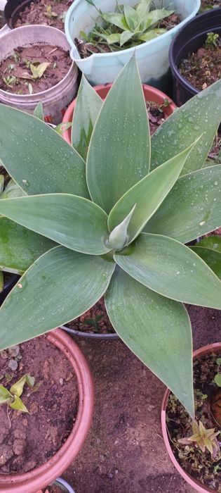 Agaves boa qualidade