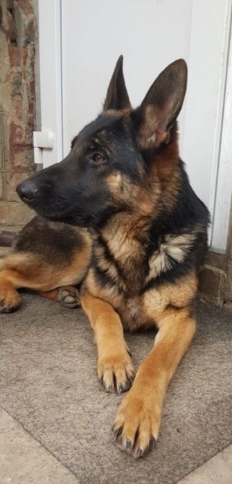 Шикарнейшая по типу!100% German shepherd