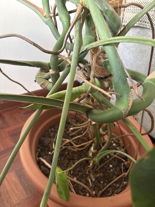 Monstera deliciosa (8 anos) – planta grande e saudável