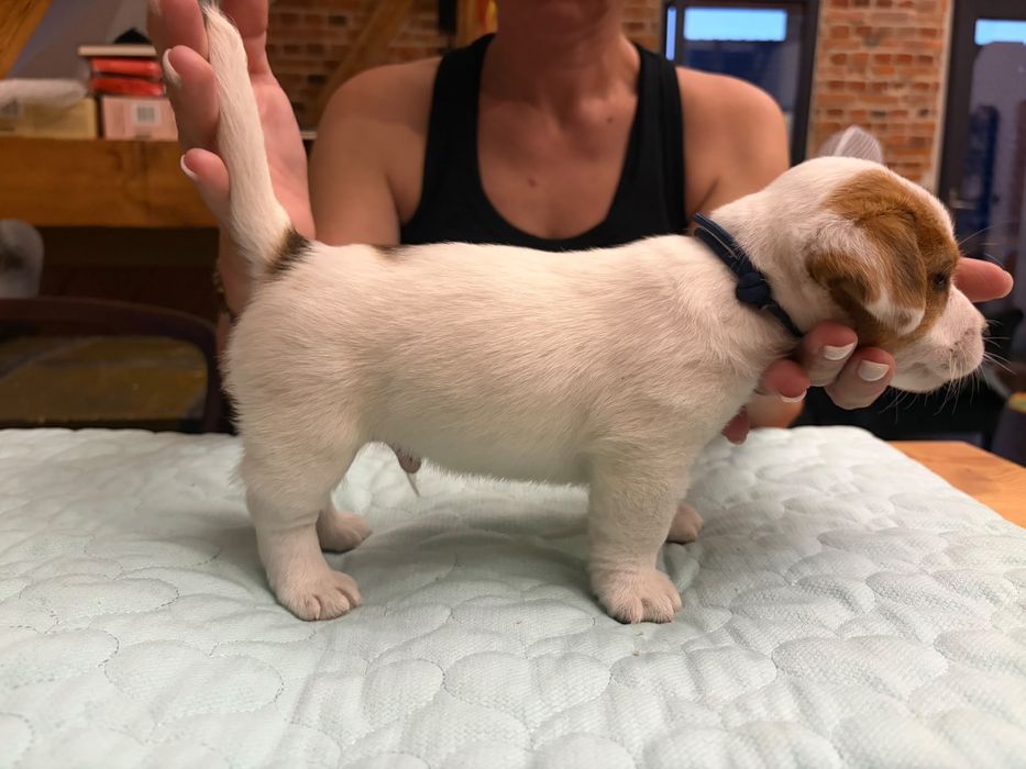 Jack russell terrier ZKwP piesek