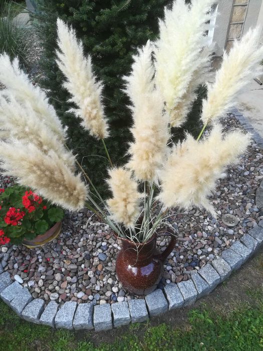 Trawa Pampasowa kłosy