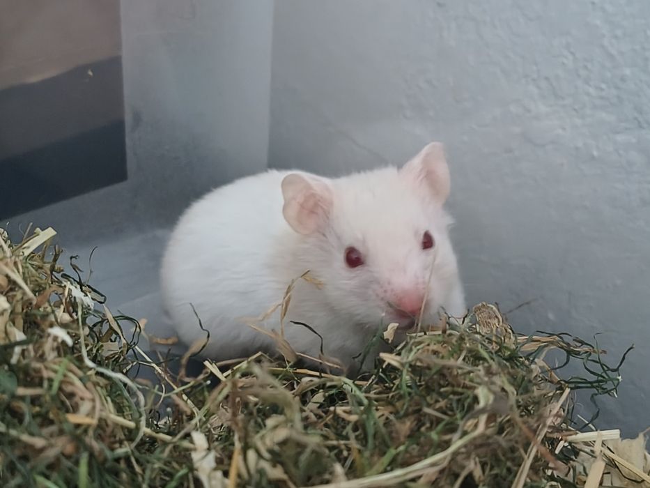 Piękny chomik syryjski samiczka gotowy do zmiany domku