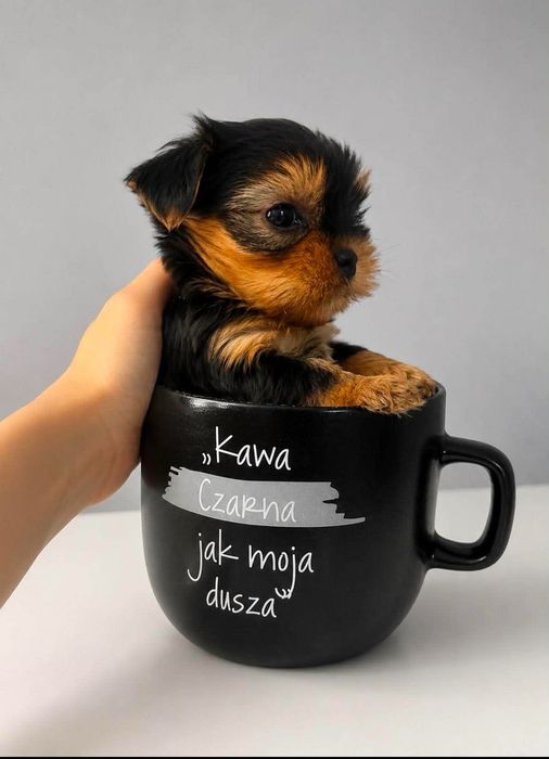 Yorkshire terrier śliczne Mikrusy