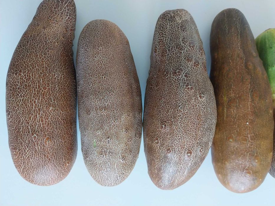 Ogórek brązowy ukraiński 25 szt nasion