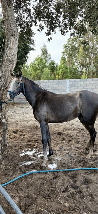 Desbasto de poldro poldras egua cavalos