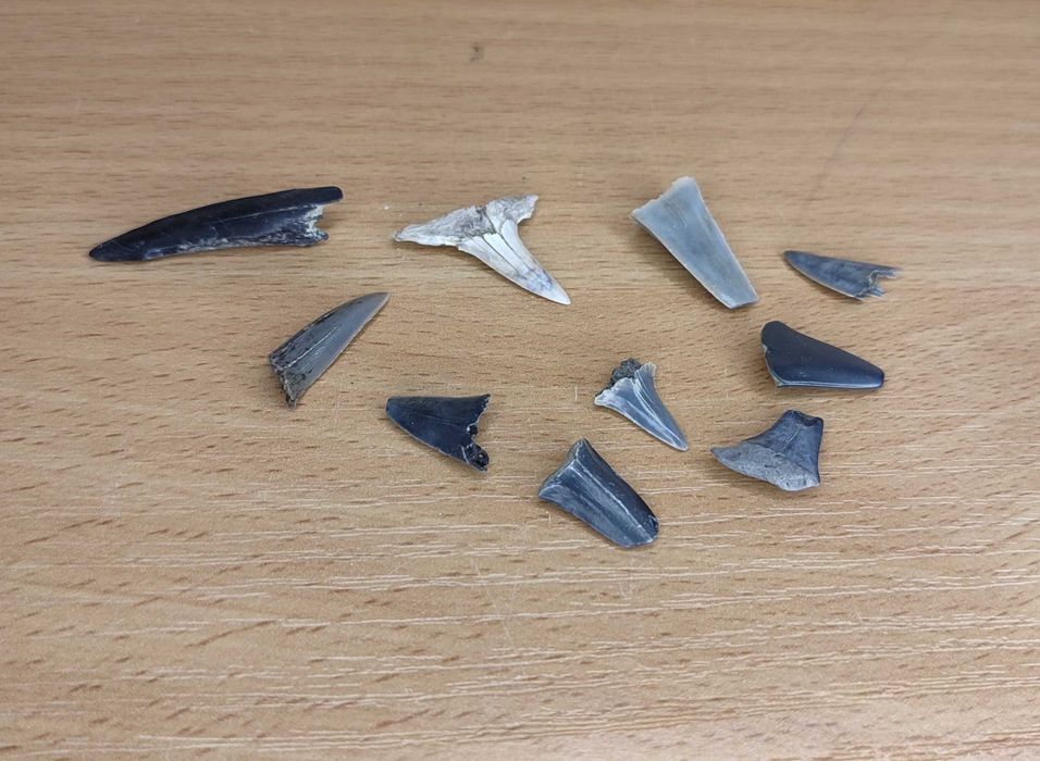 Коллекция Камней и Окаменелостей