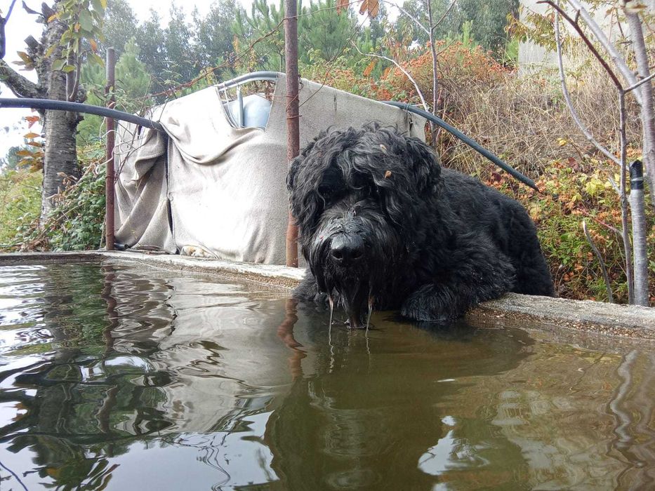 Educador canino, cão
