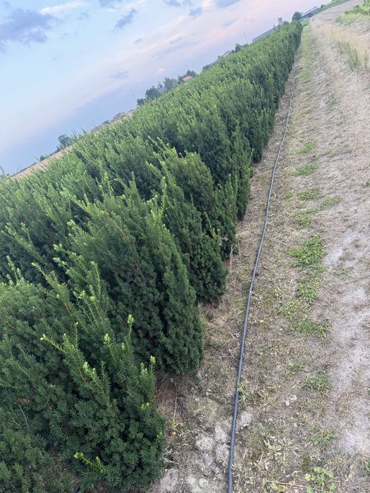 Cis hilli, hicksii